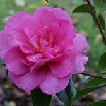 Camellia ~ 'Sparkling Burgundy'