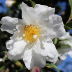 Camellia sasanqua ~ 'Winter's Snowman'