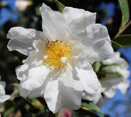 Camellia sasanqua ~ 'Winter's Snowman'