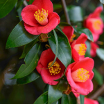 Camellia × vernalis ~ 'Yuletide'