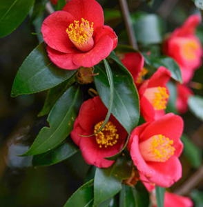 Camellia × vernalis ~ 'Yuletide'