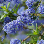 Ceanothus ~ 'Skylark'