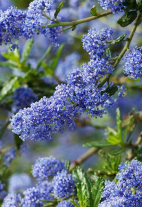 Ceanothus ~ 'Skylark'