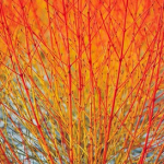 Cornus sanguinea ~ 'Anny's Winter Orange'