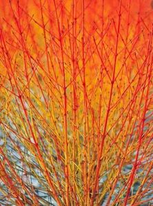 Cornus sanguinea ~ 'Anny's Winter Orange'