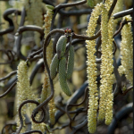 Corylus avellana ~ 'Contorta'