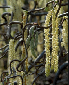 Corylus avellana ~ 'Contorta'