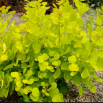 Cotinus coggygria ~ ‘Golden Spirit’