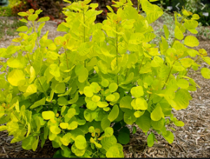 Cotinus coggygria ~ ‘Golden Spirit’