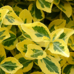 Euonymus fortunei ~ 'Emerald 'n' Gold'