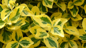 Euonymus fortunei ~ 'Emerald 'n' Gold'