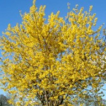 Forsythia