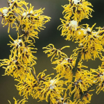 Hamamelis mollis