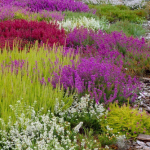 Heather Winter Flowering Collection (Erica)