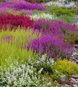 Heather Winter Flowering Collection (Erica)