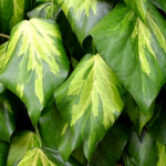 Hedera colchica ~ 'Sulphur Heart'