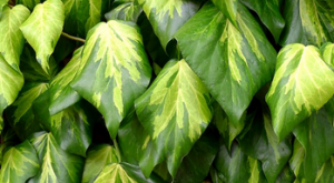 Hedera colchica ~ 'Sulphur Heart'