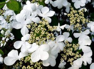 Hydrangea anomala subsp. anomala 'Winter Glow'