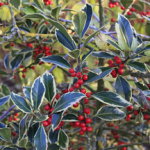 Ilex aquifolium ~ 'Handsworth New Silver'