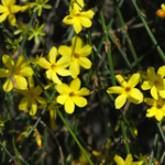  Jasminum nudiflorum - Winter Jasmine