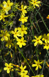  Jasminum nudiflorum - Winter Jasmine