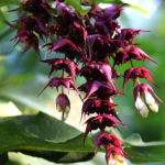 Leycesteria formosa ~ 'Purple Rain'