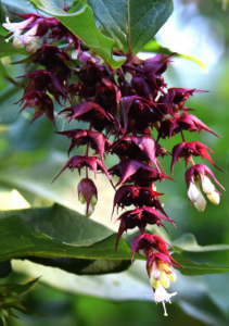 Leycesteria formosa ~ 'Purple Rain'