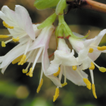 Lonicera x purpusii 'Winter Beauty' Honeysuckle