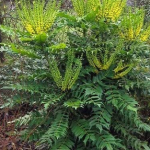 Mahonia × media ~ 'Winter Sun'