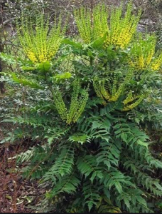 Mahonia × media ~ 'Winter Sun'