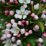  Malus ~ 'Winter Gold'