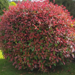 Photinia × fraseri 'Red Robin'