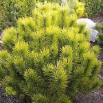 Pinus mugo 'Winter Gold'