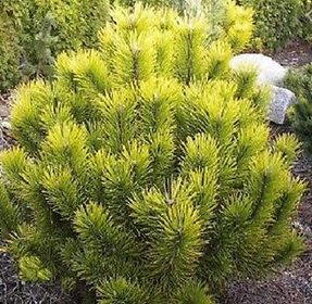 Pinus mugo 'Winter Gold'