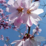 Prunus × subhirtella ~ 'Autumnalis'