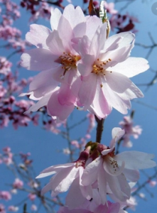 Prunus × subhirtella ~ 'Autumnalis'