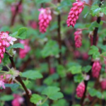 Ribes sanguineum