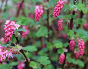 Ribes sanguineum