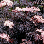 Sambucus nigra f porphyrophylla