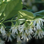 Sarcococca confusa