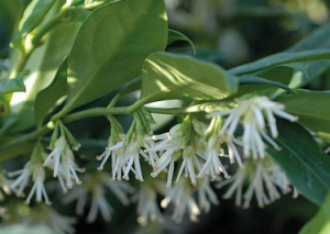 Sarcococca confusa