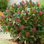 Skimmia japonica ~ 'Rubella'