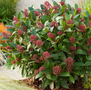 Skimmia japonica ~ 'Rubella'