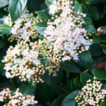 Viburnum tinus ~ 'French White'