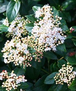 Viburnum tinus ~ 'French White'