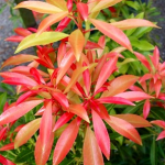 pieris - Winter Shrubs