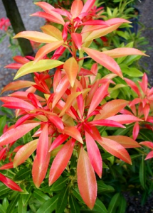 pieris - Winter Shrubs